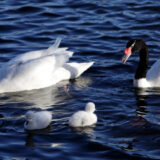 Investigan muerte de cisnes de cuello negro en Santuario de la Naturaleza